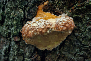 Close up of a Canker on old tree trunk with water drops