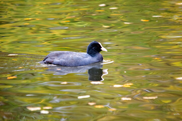 Blässhuhn auf dem Wasser