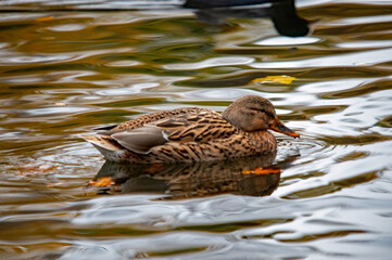 Schwimmende Stockente auf dem Wasser