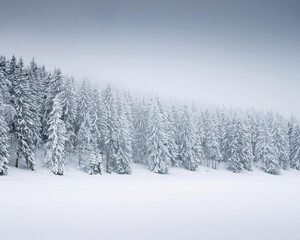 Fototapeta premium Snow Covered Trees, Snowy Winter Landscape