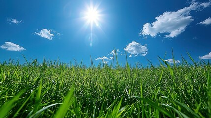 Obraz premium Explore a vast field of grass under a bright blue sky