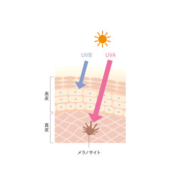 図版_肌図版_017_紫外線の影響