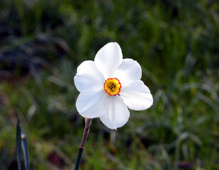 Daffodil in the Botanical Garden Rostock (Mecklenburg-Vorpommern, Germany)