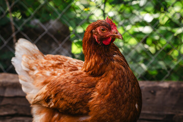 A detailed view of a brown hen in a backyard coop enjoying a sunny afternoon amidst a fenced enclosure