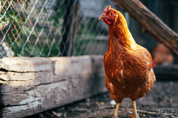 A brown hen stands in a backyard coop, soaking up the warm sunshine on a clear afternoon while surrounded by a wire fence and garden elements.