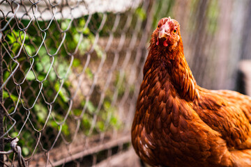 A detailed view of a brown hen in a backyard coop enjoying a sunny afternoon amidst a fenced enclosure