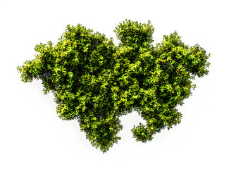 Obraz premium CO 2 aus grünen Moos auf transparenten Hintergrund