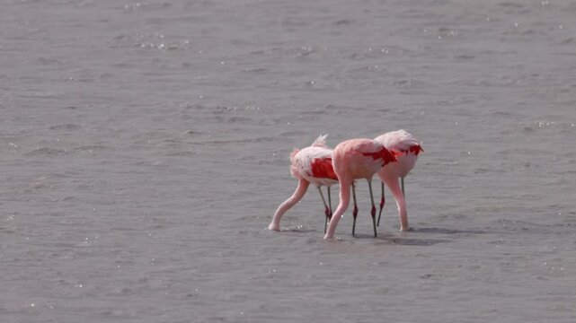 a slow motion clip of three chilean flamingos feeding at laguna de los cisnes of torres del paine national park in patagonia, chile