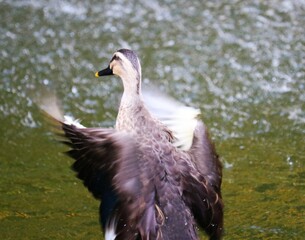 水上で羽ばたくカルガモ　秋の日の池