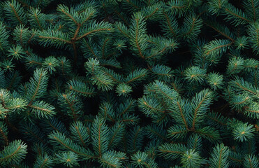 Seamless green background of Christmas fir tree branches, festive New Year pattern