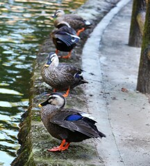 水から上がり　鴨が並ぶ　秋の公園