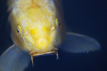 ひげのある金色の魚　ニシキゴイ