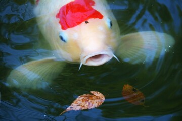 お口パクパク泳ぐ のどかな秋の公園 ニシキゴイ