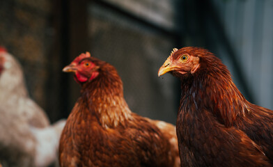 Two brown hens wandering in a rustic farmyard during the late afternoon sunshine, exploring their surroundings