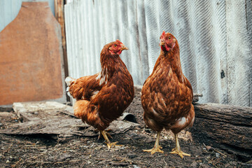 Two brown hens wandering in a rustic farmyard during the late afternoon sunshine, exploring their surroundings