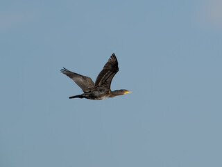 Kormoran