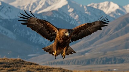 Obraz premium A golden eagle flying low over the rugged terrain of Mongolia