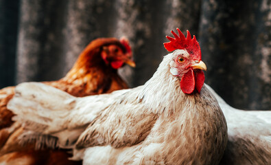 A white chicken stands prominently in a barnyard, showcasing its vibrant red comb while brown hens are seen grazing nearby. The scene captures a serene animal moment outdoors.