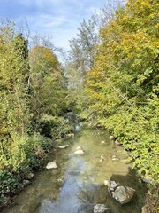 A shallow, clear stream with green and yellow foliage