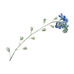 Blue flower png sticker, vintage illustration transparent background