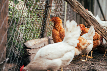 Several chickens roam freely in a backyard setting, pecking at the ground and exploring their surroundings on a sunny afternoon.