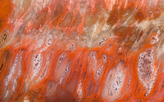 Close-up of Arizona Petrified Wood Texture, Late Triassic Era