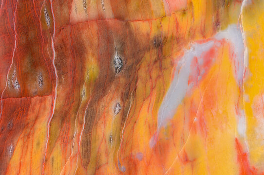 Arizona Petrified Wood Close-Up, Late Triassic Fossil