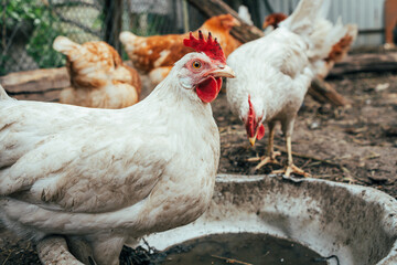 Several chickens roam freely in a backyard setting, pecking at the ground and exploring their surroundings on a sunny afternoon.