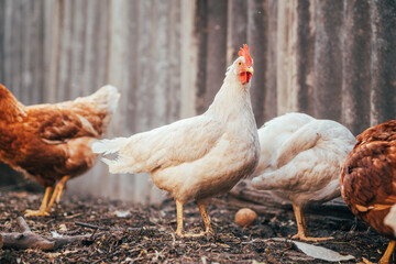 Several chickens roam freely in a backyard setting, pecking at the ground and exploring their surroundings on a sunny afternoon.