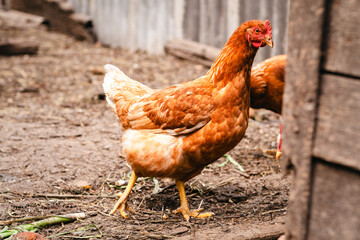 A flock of chickens foraging for food in a sunny backyard enclosure during the afternoon