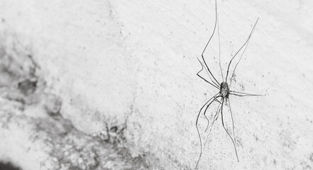 Nahaufnahme einer Spinne