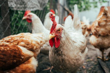 A flock of chickens foraging for food in a sunny backyard enclosure during the afternoon