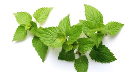 A sprig of fresh mint leaves isolated on a white background.
