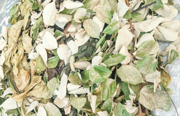 leaves background