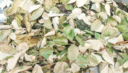 leaves background