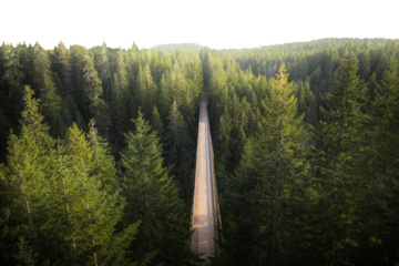 PNG Bridge over a river in a forest collage element, transparent background