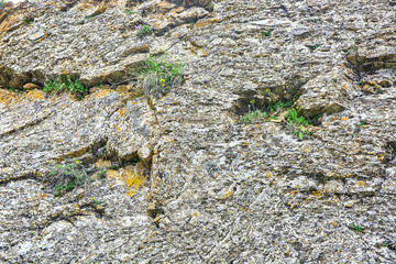 Vegetation on a large rock in the mountains. Terskey Alatoo mountains, Kyrgyzstan