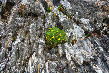 Vegetation on a large rock in the mountains. Kyrgyzstan