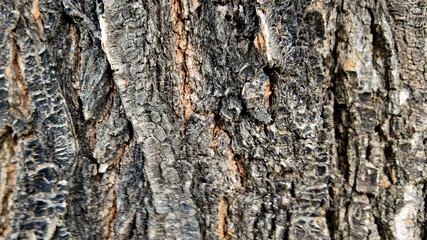 Close-up of textured tree bark, symbolizing nature conservation and environmental awareness, perfect for Earth Day celebrations