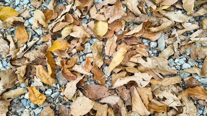 Dry autumn leaves scattered on gravel symbolize seasonal change and evoke themes of nature and transition during fall
