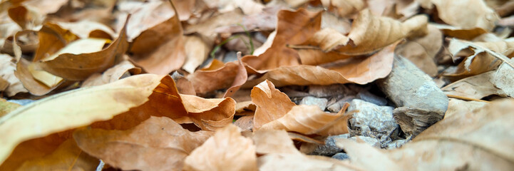 Close-up of dry autumn leaves on the ground, symbolizing the changing seasons and the concept of fall cleanup