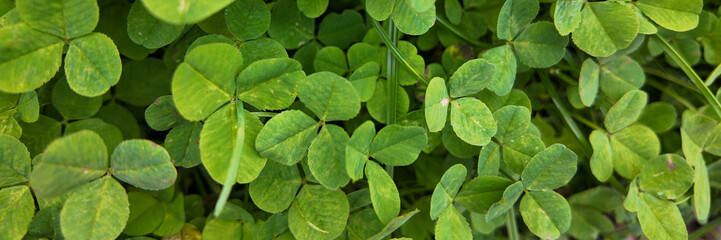 A lush patch of green clover, symbolizing luck and prosperity, perfect for St Patrick's Day celebrations and nature concepts