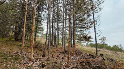 Obraz premium Scenic view of a tranquil forest with tall pine trees, ideal for illustrating concepts of nature conservation and Earth Day