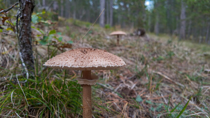 Close-up of wild mushrooms growing in a forest, highlighting autumn biodiversity and the foraging trend during fall