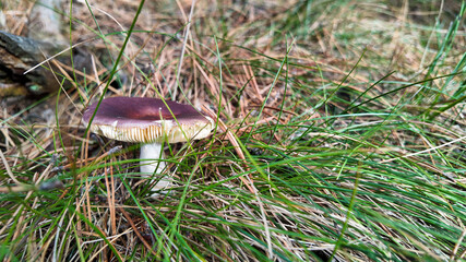 A single red-capped mushroom grows amidst lush grass, capturing the essence of autumn foraging and nature's hidden treasures