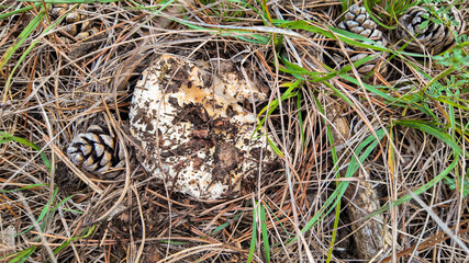 Ground-level view of a mushroom surrounded by pine needles and cones, perfect for concepts of nature and forest ecosystems
