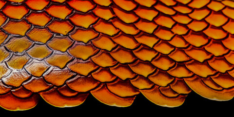 View of a salmon fish