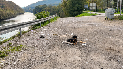 A small dog sits alone amidst litter on a riverside road, highlighting environmental pollution and neglect