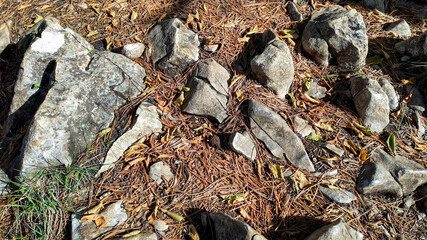 A sunlit forest floor covered with scattered rocks and dry pine needles evokes a sense of autumn and seasonal change