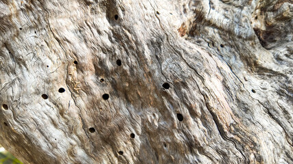 Close-up of weathered wood with small holes, illustrating natural aging and decay, ideal for themes of nature and conservation